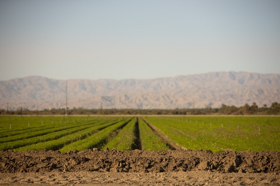 Harvesting Success: How Permaculture Can Help Your Business Flourish