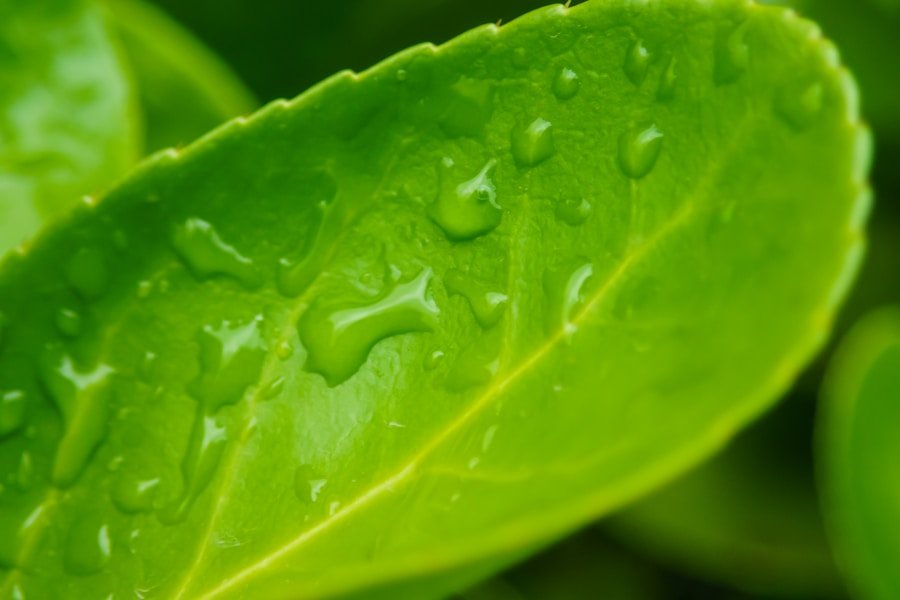 Greenwashing Exposed: How to Identify Authentic Eco-Friendly Certifications