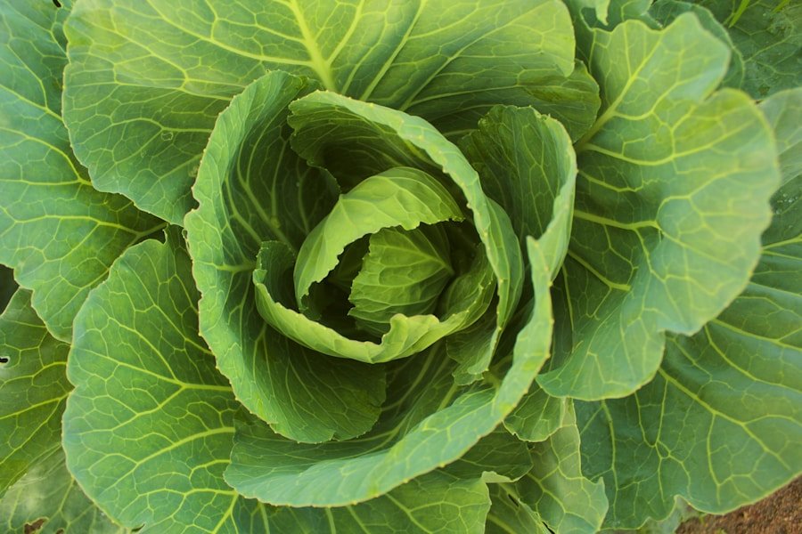 From Farm to Table: The Impact of Circular Agriculture on Soil Regeneration and Market Growth