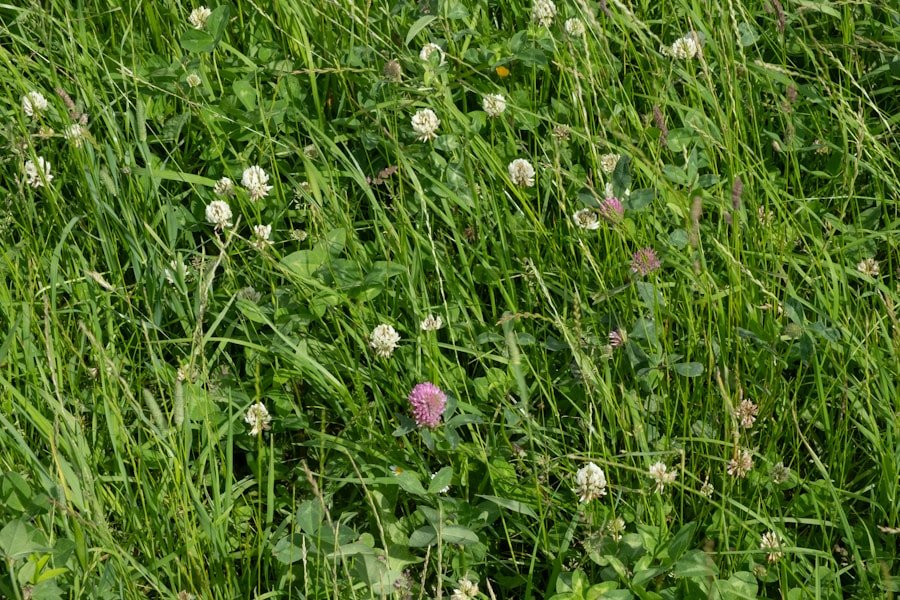 The Environmental and Health Benefits Driving Consumer Demand for Regenerative Products