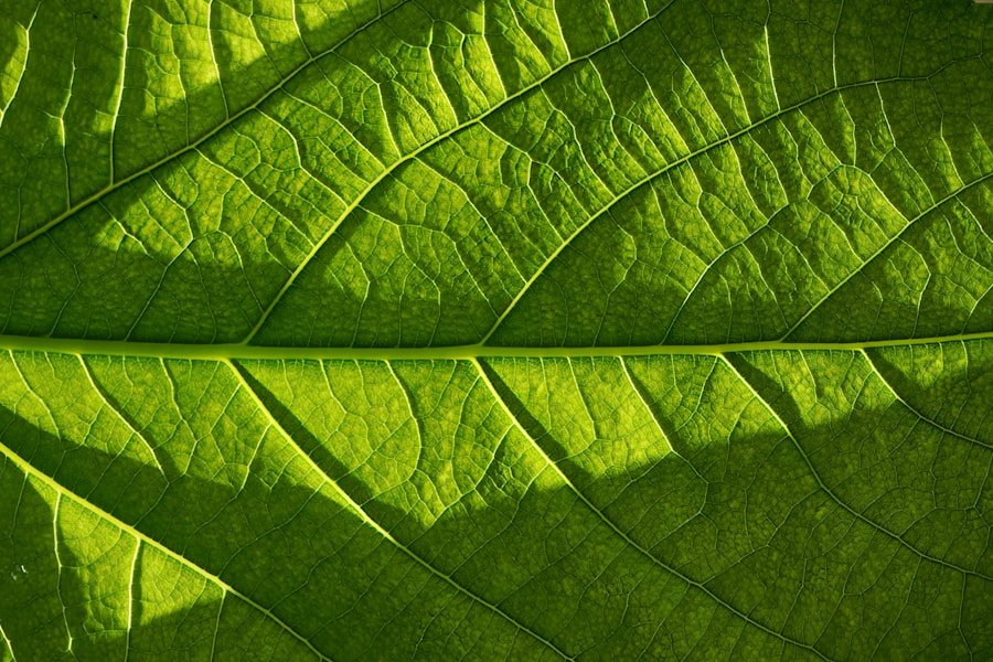 The Role of ISO Certification in Ensuring Sustainable Business Succession