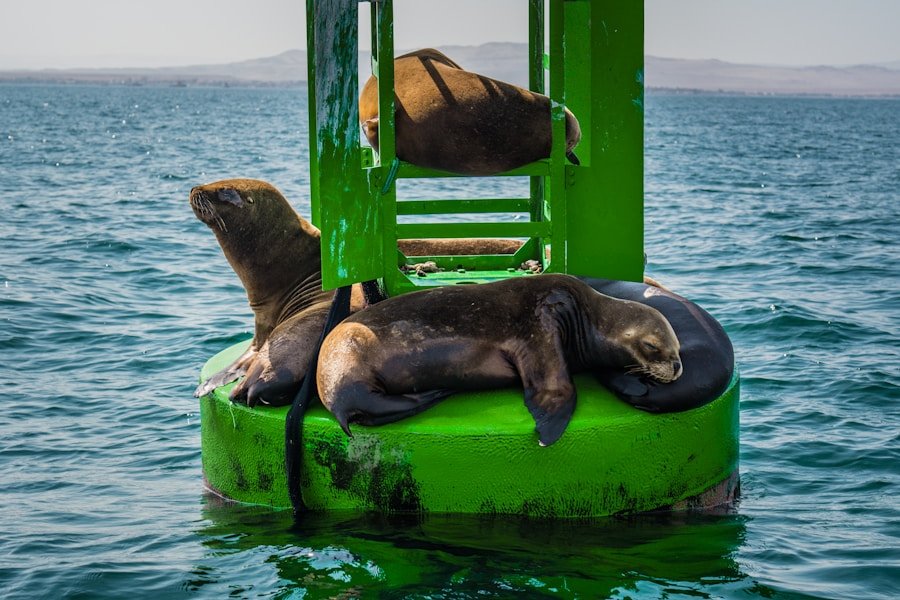 Eco-Friendly Business Practices: How Dubai Companies Can Obtain Holistic Sustainability Certifications